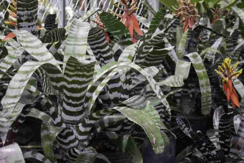 Vriesea splendens