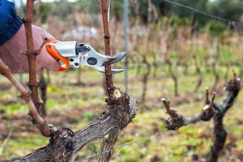 Le forbici a batteria per la potatura