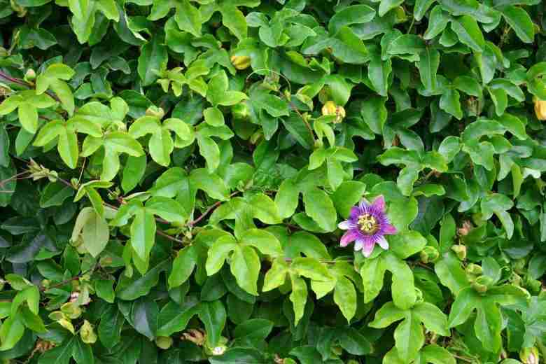 Pianta di passiflora