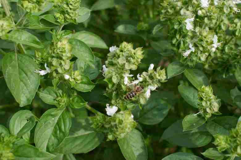 Basilico fiore