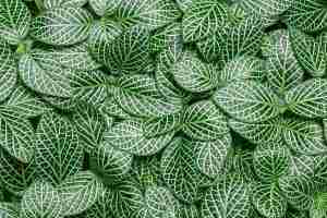 Fittonia albivenis