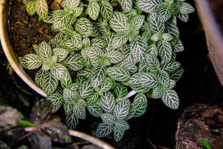 Fittonia albivenis in vaso