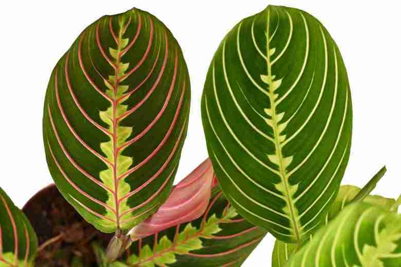 Foglie Maranta leuconeura