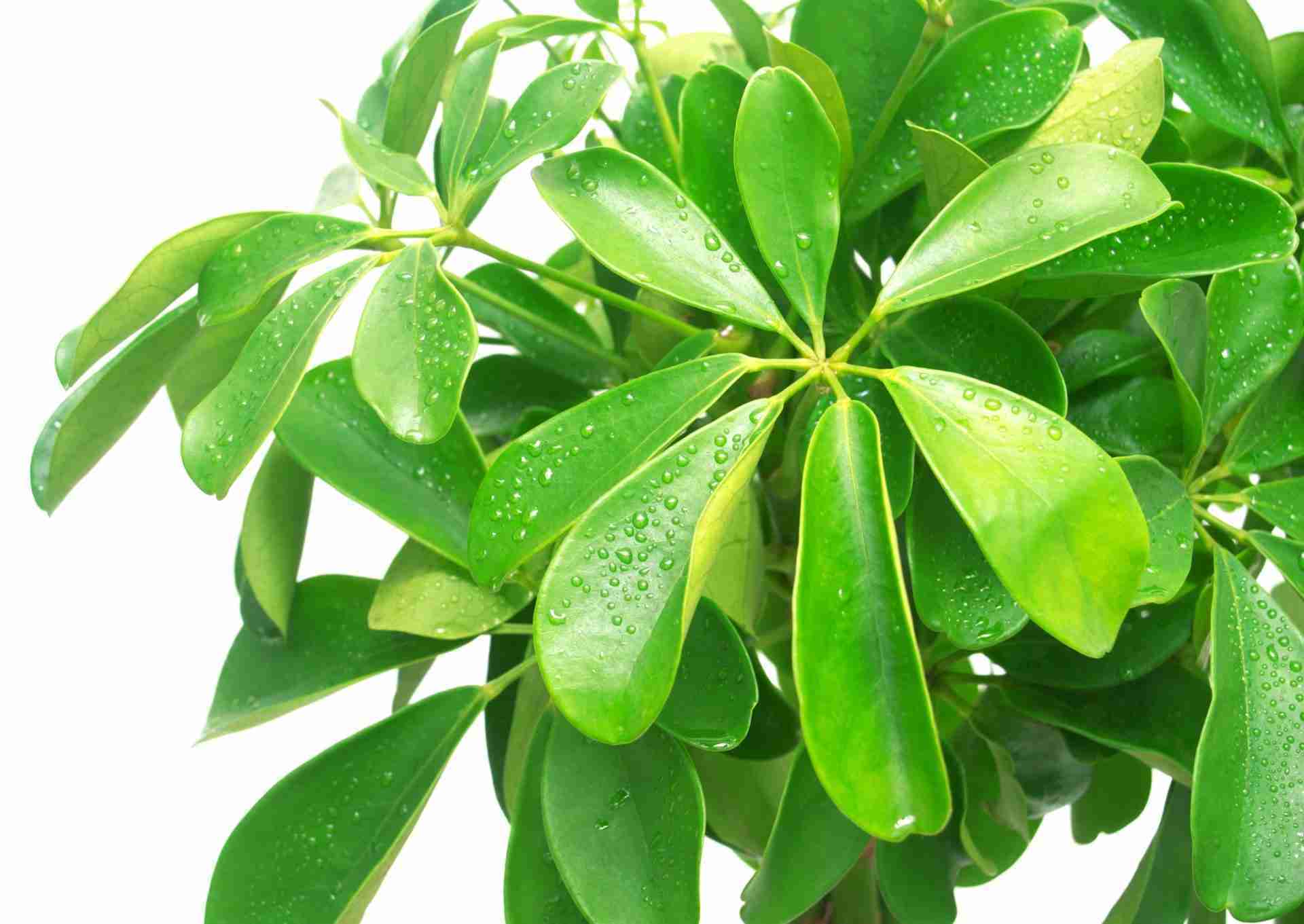 Foglie di schefflera arboricola