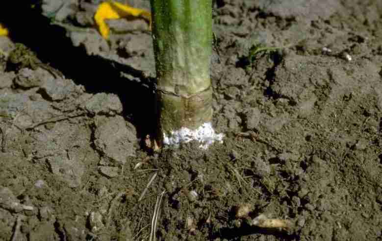 Sclerotinia