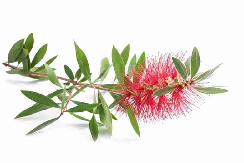 Talea di callistemon