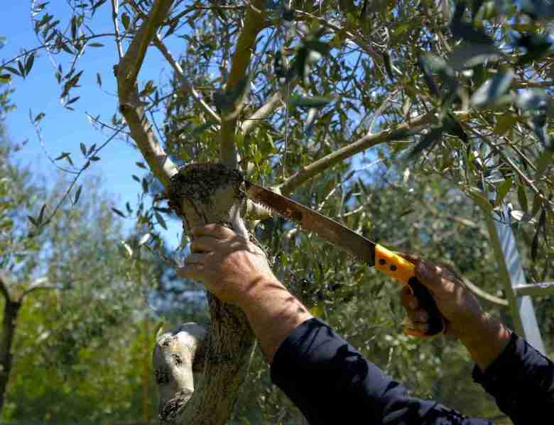 Quando potare olivo