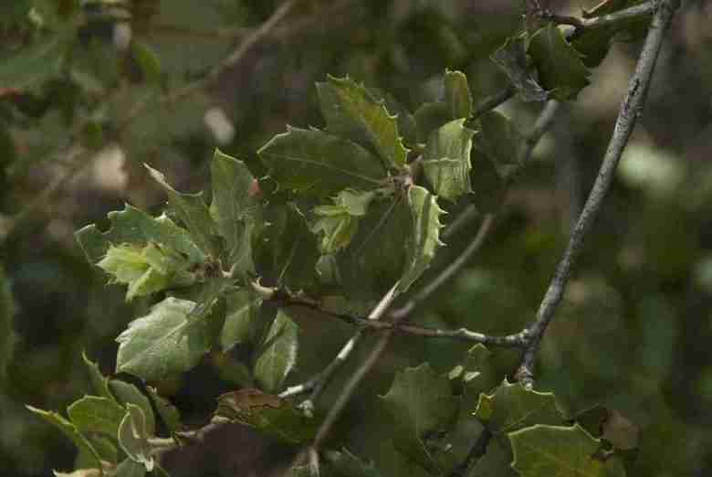 Foglie di Quercus ilex