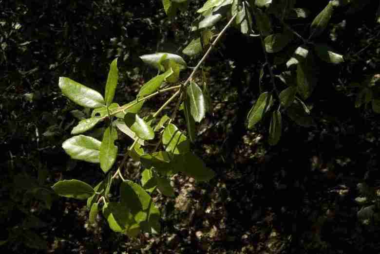 Ramo di Quercus ilex