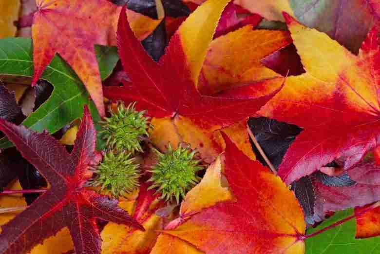 Fiori e frutti di Liquidambar