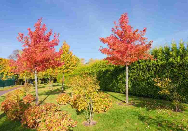 Liquidambar styraciflua giovani