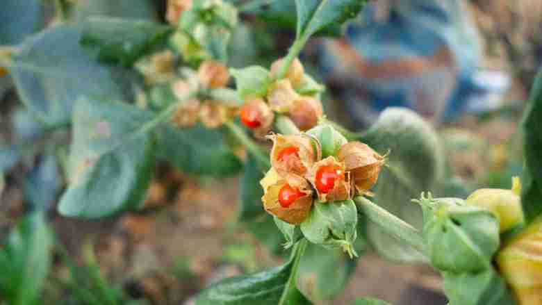Ashwagandha