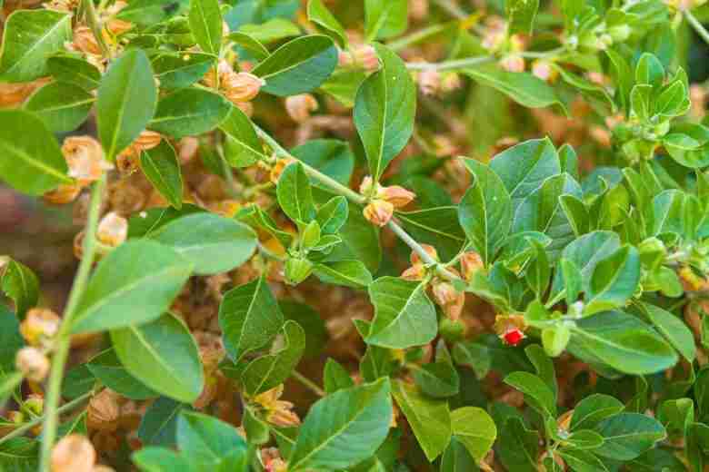 Ginseng indiano