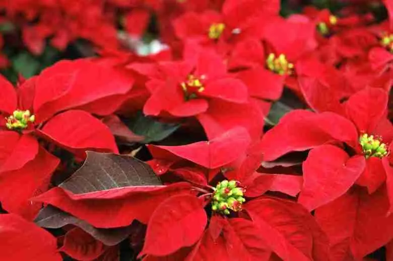 fiori di Euphorbia pulcherrima