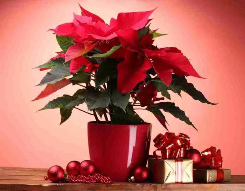 Euphorbia pulcherrima vaso in casa
