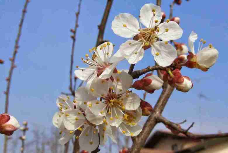 fiori