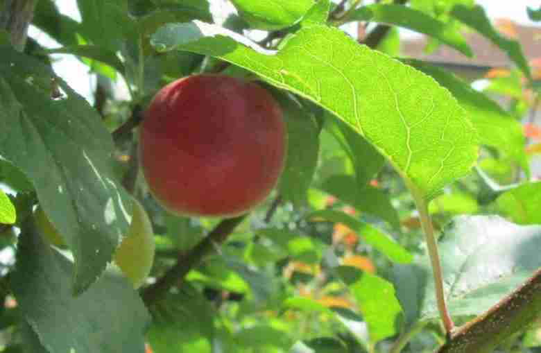 frutto di biricoccolo