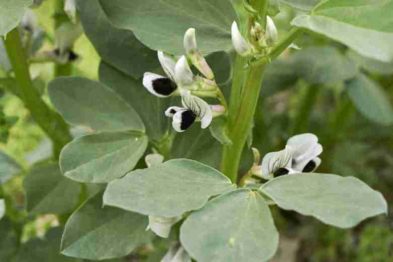 Cima della fava