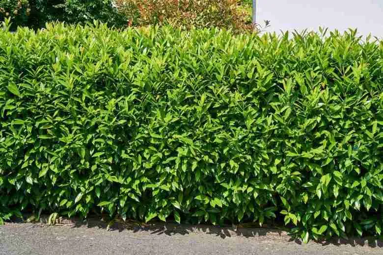 lauroceraso