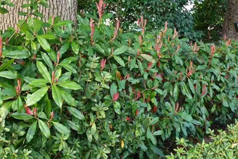 photinia-red-robin