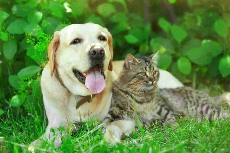 proteggere giardino da cani e gatti