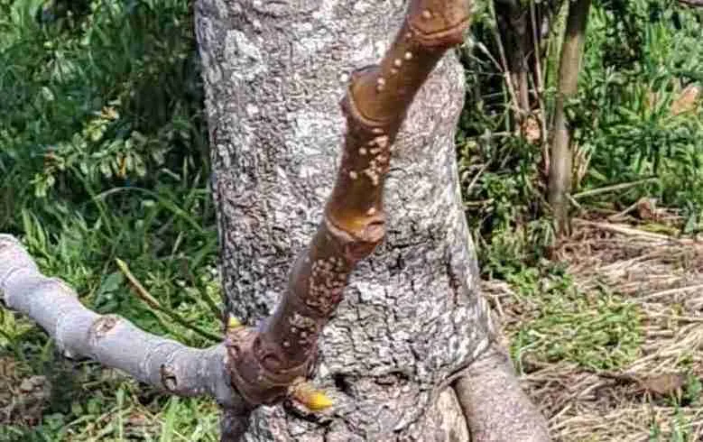 pulire gli alberi dalla cocciniglia