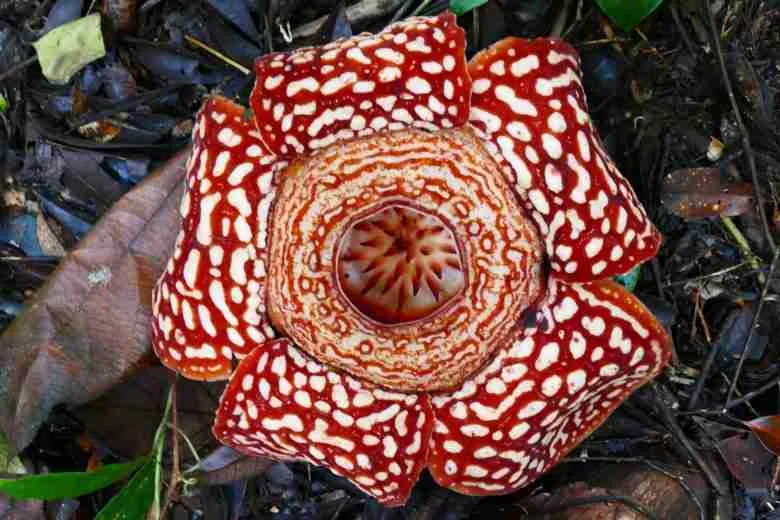 Fiore di Rafflesia