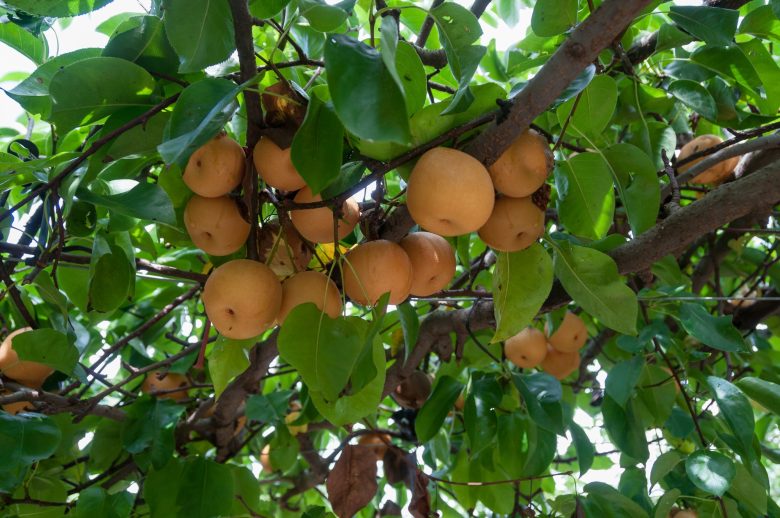 Albero di nashi