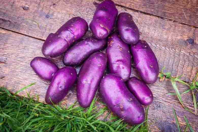 Varietà di patate viola