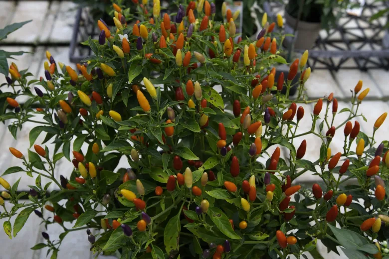 Raccolto di peperoncini abbondante