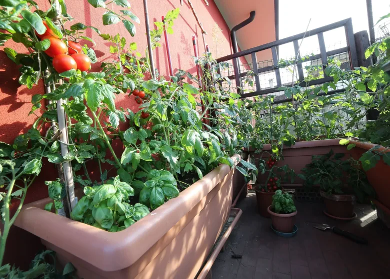 Balcone con piante