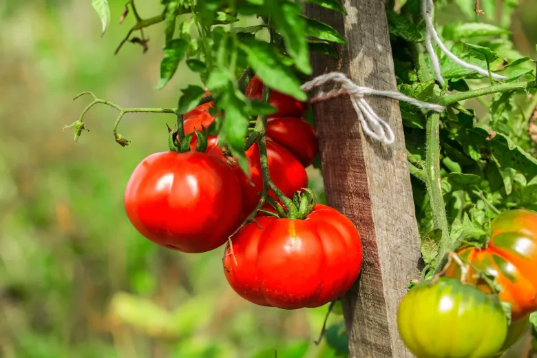 Trucchetti pomodori