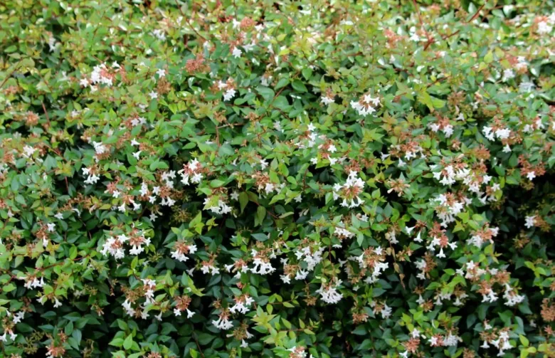 abelia