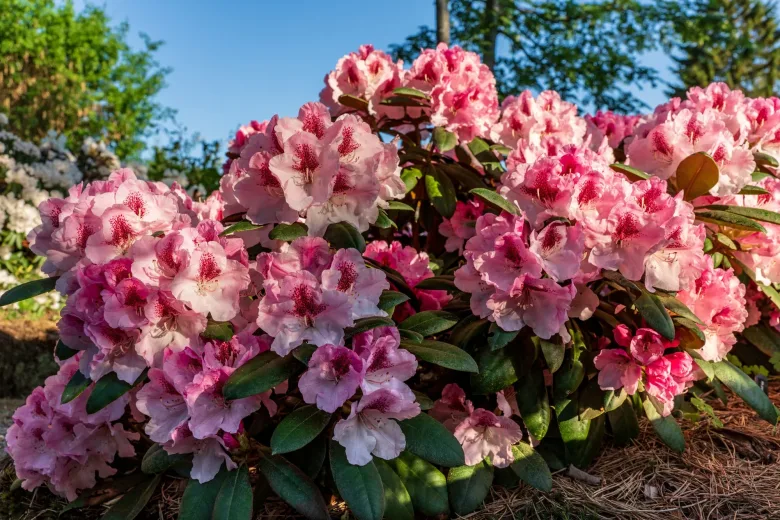 rododendro