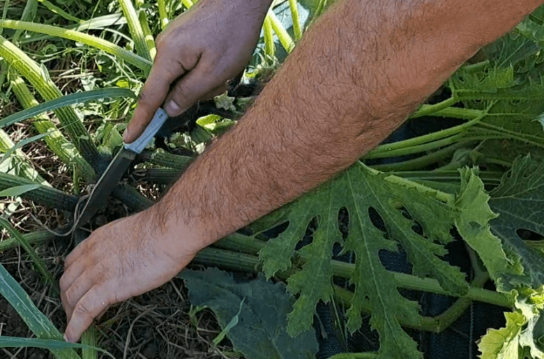 come potare le zucchine