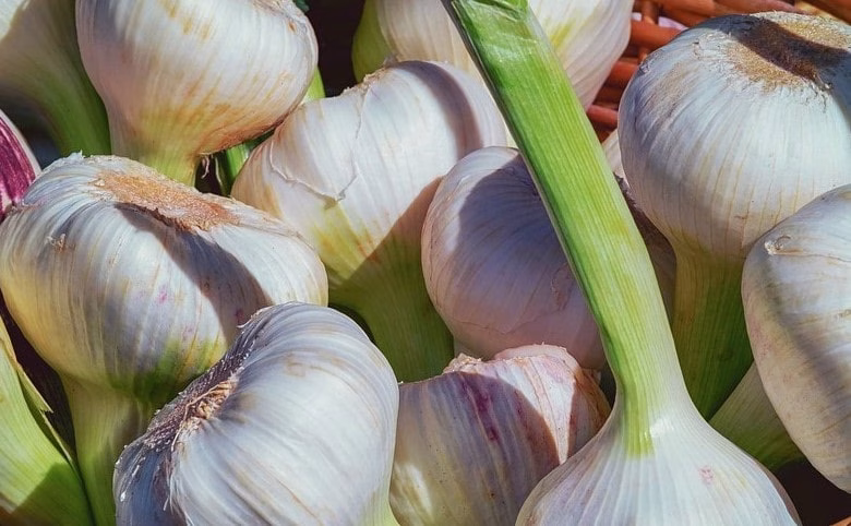 bulbi di aglione 
