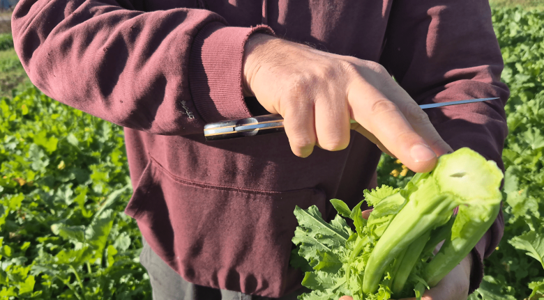 Raccolta cime di rapa