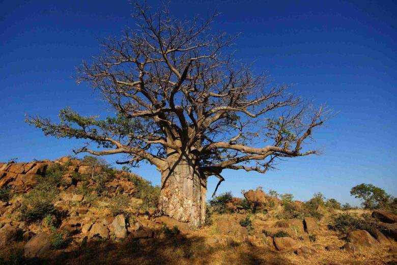 Baobab millenario