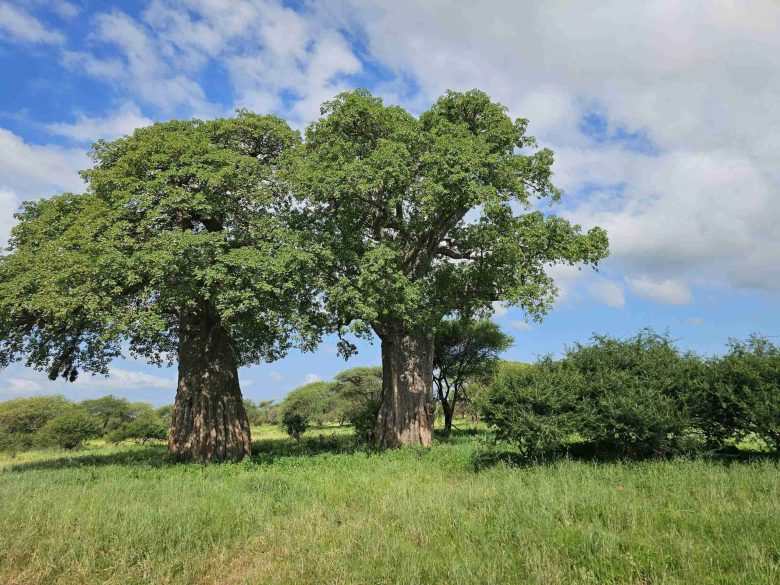 Baobab verdi